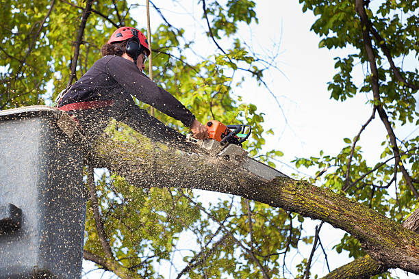 Best Grass Overseeding  in Fairdale, PA